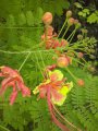 Flamboyant nain - Fleurs rouges orangées - Hauteur : 3 mêtres